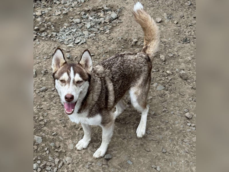 LUNA sucht ihre(n) Menschen...