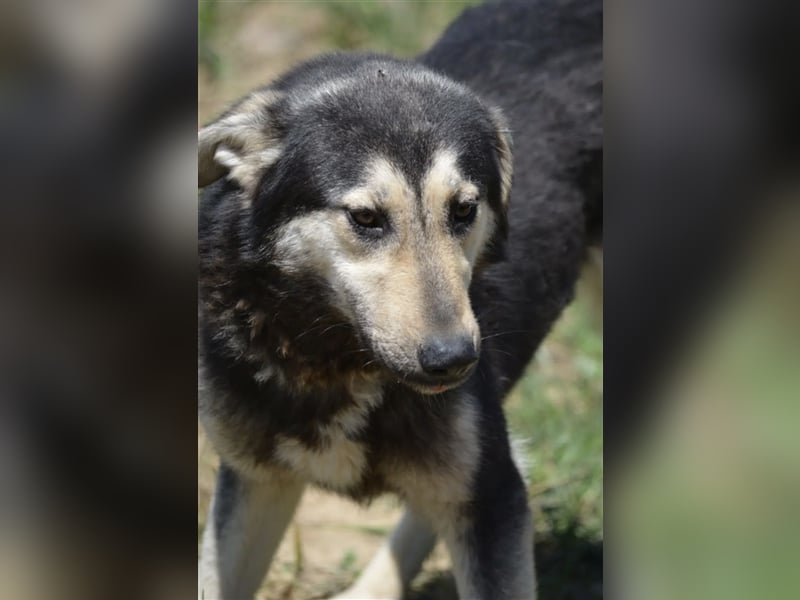 Ferdi - Rüde, ca. 2 Jahre, gut verträglich, sucht Zuhause.