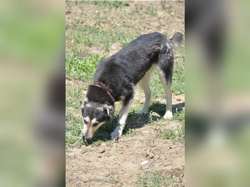 Ferdi - Rüde, ca. 2 Jahre, gut verträglich, sucht Zuhause.