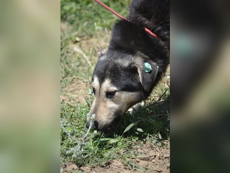 Ferdi - Rüde, ca. 2 Jahre, gut verträglich, sucht Zuhause.