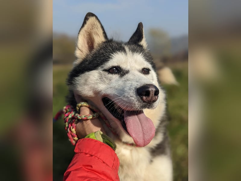 Lina, freundliche Huskyhündin sucht ein Zuhause