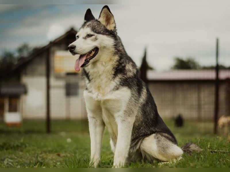 Lina, freundliche Huskyhündin sucht ein Zuhause