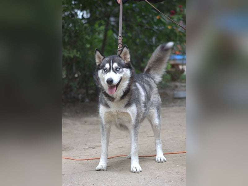 Bonnie - menschenbezogene und verschmuste Husky Hündin