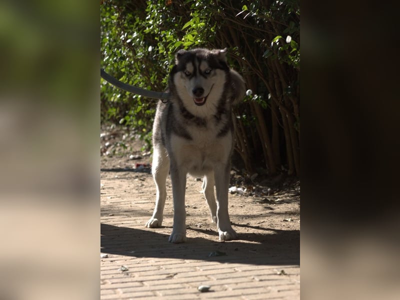 Bonnie - menschenbezogene und verschmuste Husky Hündin