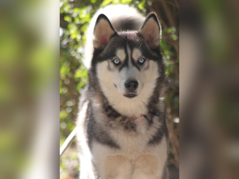 Bonnie - menschenbezogene und verschmuste Husky Hündin