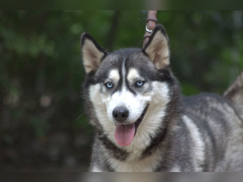 Bonnie - menschenbezogene und verschmuste Husky Hündin