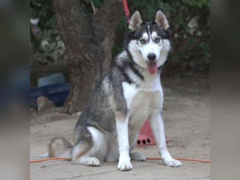 Oreon - toller Husky Rüde der lange Spaziergänge liebt