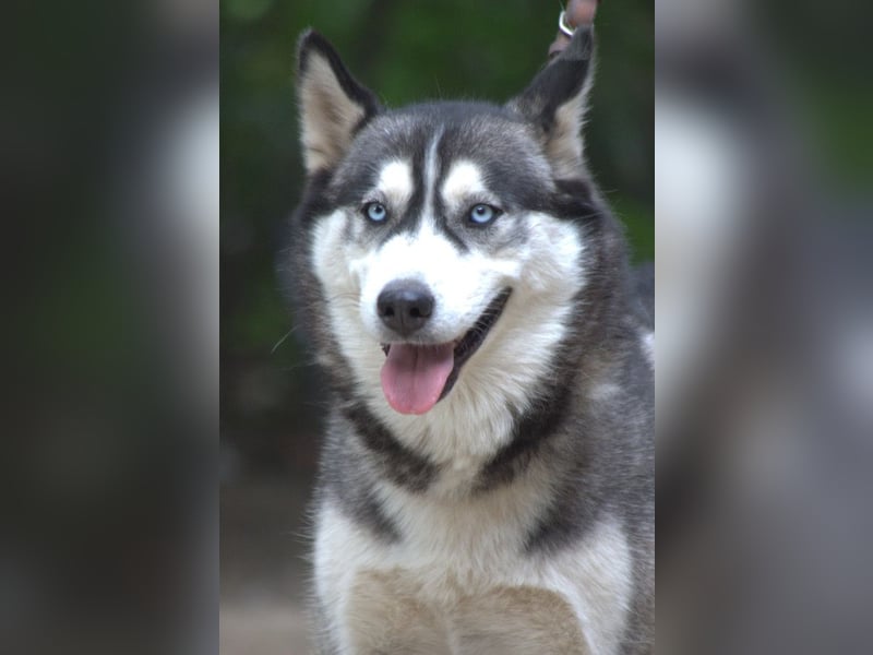 Bonnie - menschenbezogene und verschmuste Husky Hündin