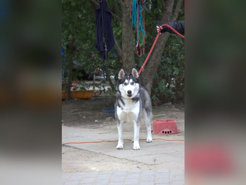 Oreon - toller Husky Rüde der lange Spaziergänge liebt