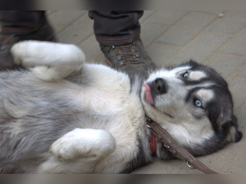 Oreon - toller Husky Rüde der lange Spaziergänge liebt