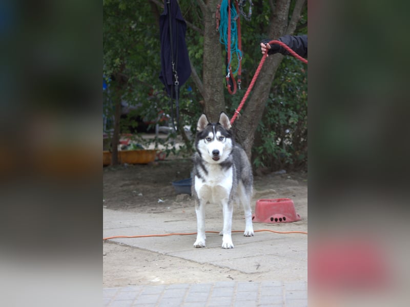 Oreon - toller Husky Rüde der lange Spaziergänge liebt