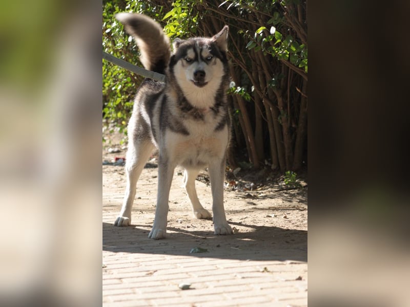 Bonnie - menschenbezogene und verschmuste Husky Hündin
