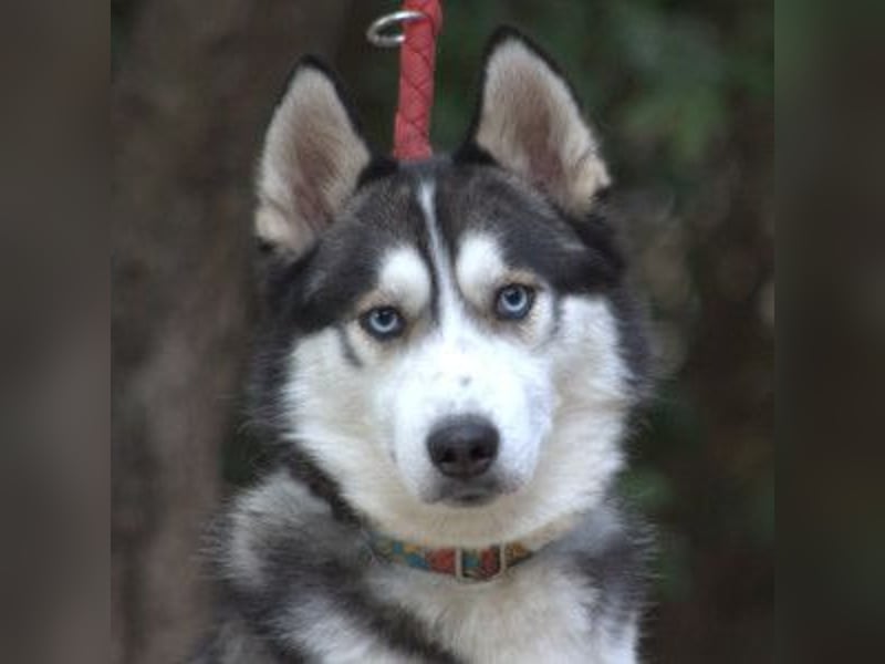 Oreon - toller Husky Rüde der lange Spaziergänge liebt