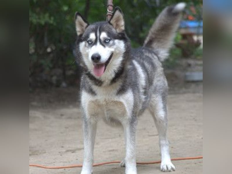 Bonnie - menschenbezogene und verschmuste Husky Hündin