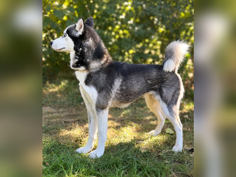 Maya - Aktive Husky-Dame sucht Menschen für gemeinsame Abenteuer
