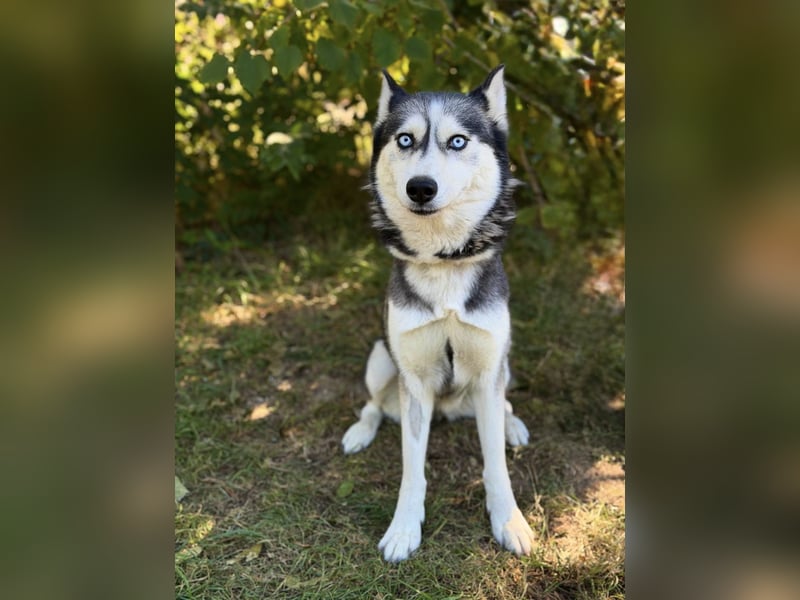 Maya - Aktive Husky-Dame sucht Menschen für gemeinsame Abenteuer
