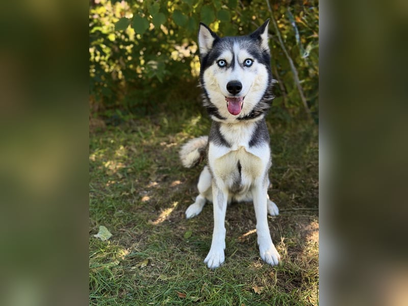 Maya - Aktive Husky-Dame sucht Menschen für gemeinsame Abenteuer