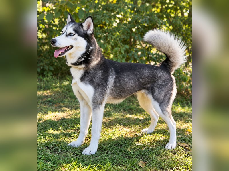 Maya - Aktive Husky-Dame sucht Menschen für gemeinsame Abenteuer