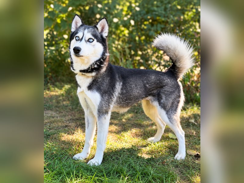 Maya - Aktive Husky-Dame sucht Menschen für gemeinsame Abenteuer