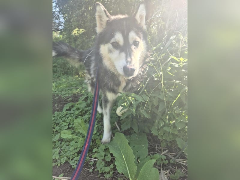 Gwyn - freundlicher Huskymix