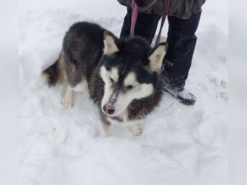 Gwyn - freundlicher Huskymix