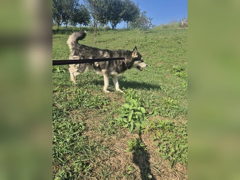 Gwyn - freundlicher Huskymix