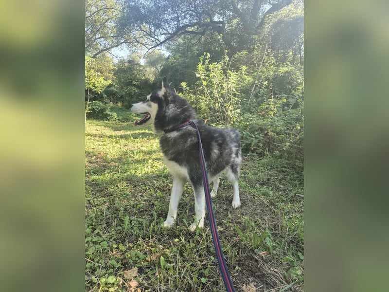 Gwyn - freundlicher Huskymix