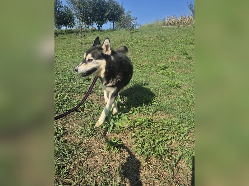 Gwyn - freundlicher Huskymix