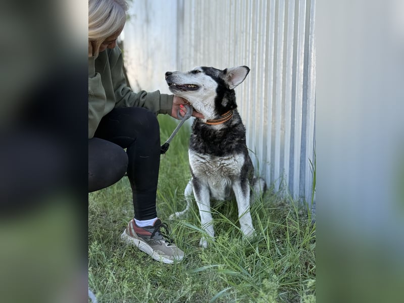 Desire - Wunderschöne freundliche Husky-Mix Hündin sucht ihr Happy End