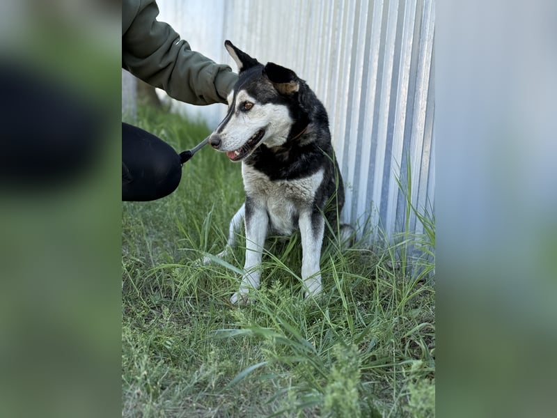 Desire - Wunderschöne freundliche Husky-Mix Hündin sucht ihr Happy End