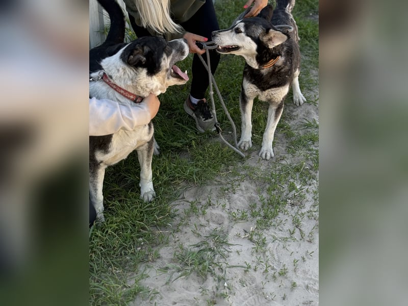 Desire - Wunderschöne freundliche Husky-Mix Hündin sucht ihr Happy End