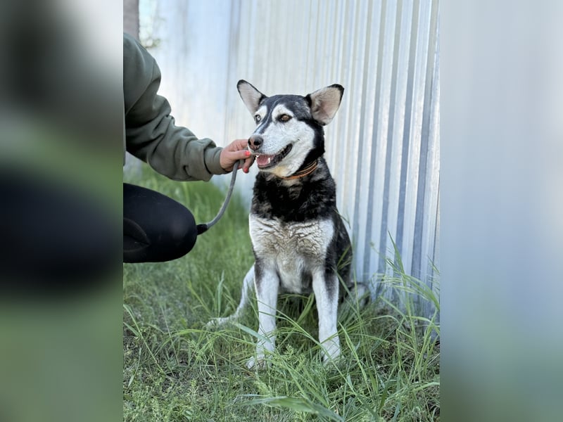 Desire - Wunderschöne freundliche Husky-Mix Hündin sucht ihr Happy End