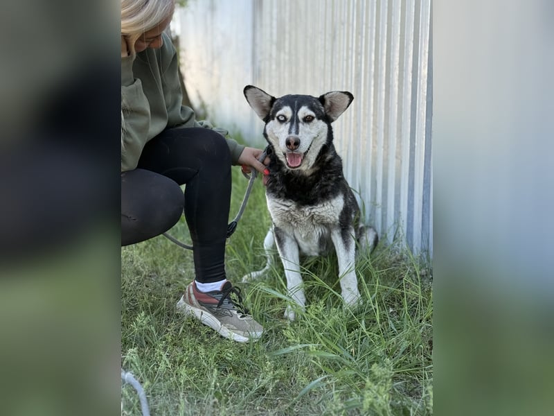 Desire - Wunderschöne freundliche Husky-Mix Hündin sucht ihr Happy End