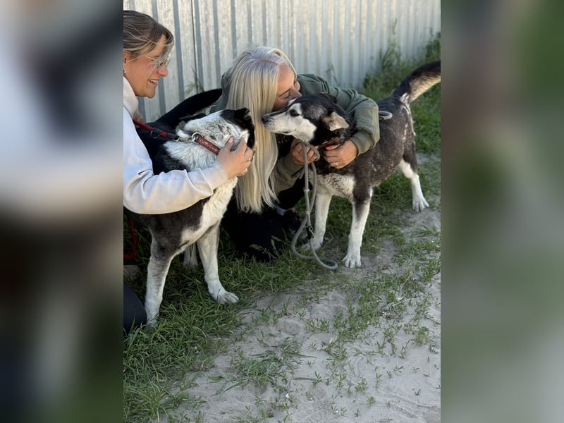 Desire - Wunderschöne freundliche Husky-Mix Hündin sucht ihr Happy End