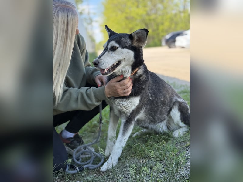 Desire - Wunderschöne freundliche Husky-Mix Hündin sucht ihr Happy End