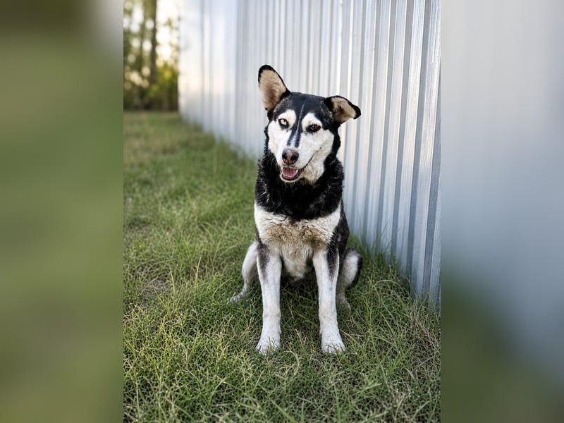 Desire - Wunderschöne freundliche Husky-Mix Hündin sucht ihr Happy End