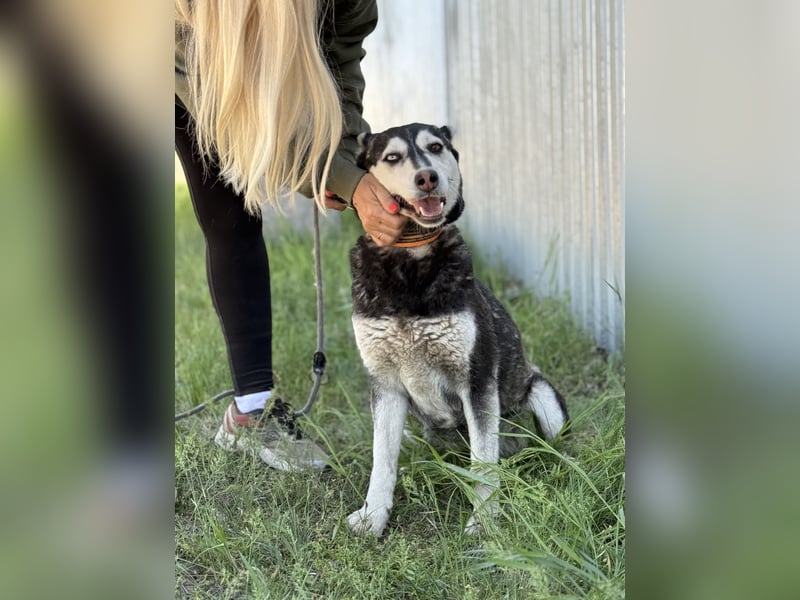 Desire - Wunderschöne freundliche Husky-Mix Hündin sucht ihr Happy End