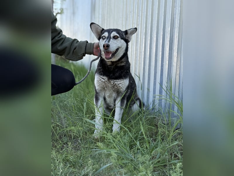 Desire - Wunderschöne freundliche Husky-Mix Hündin sucht ihr Happy End