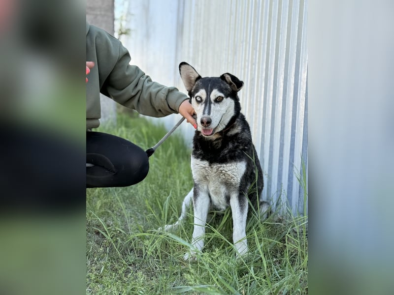 Desire - Wunderschöne freundliche Husky-Mix Hündin sucht ihr Happy End