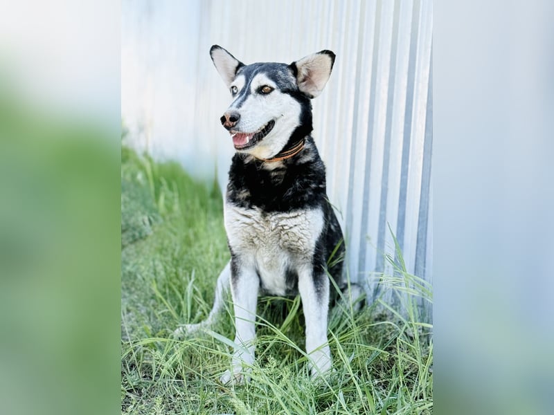 Desire - Wunderschöne freundliche Husky-Mix Hündin sucht ihr Happy End