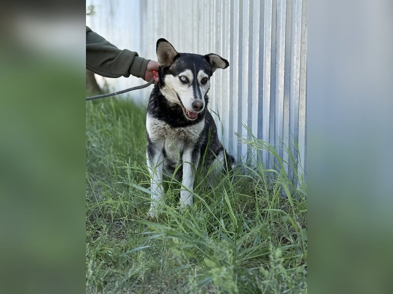 Desire - Wunderschöne freundliche Husky-Mix Hündin sucht ihr Happy End