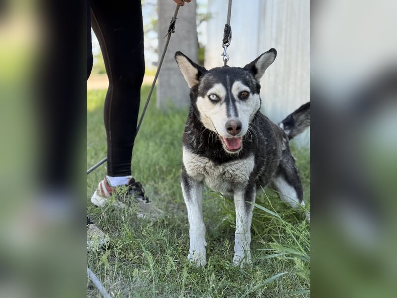 Desire - Wunderschöne freundliche Husky-Mix Hündin sucht ihr Happy End