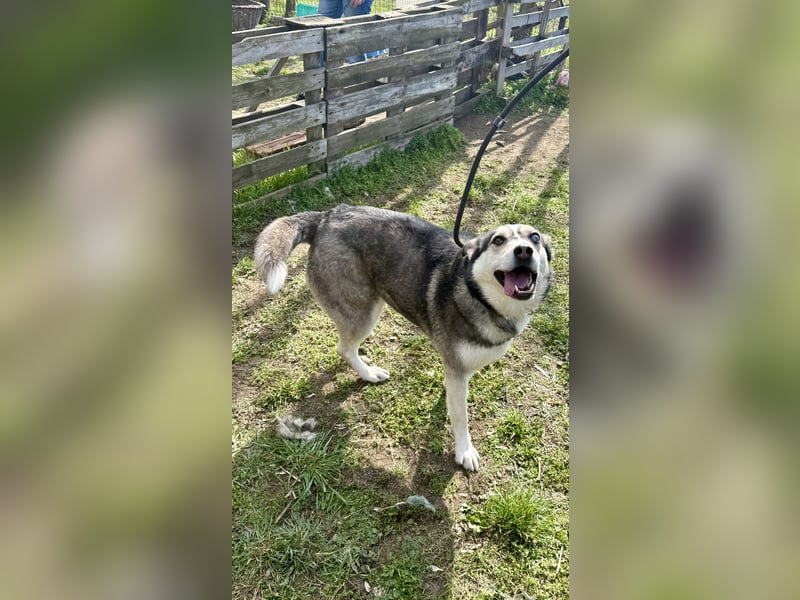 Dakota-VA – Schönheit mit Husky-Charme sucht Rasseliebhaber