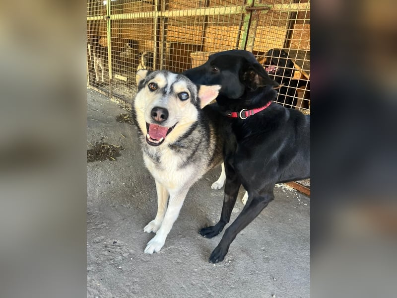 Dakota-VA – Schönheit mit Husky-Charme sucht Rasseliebhaber