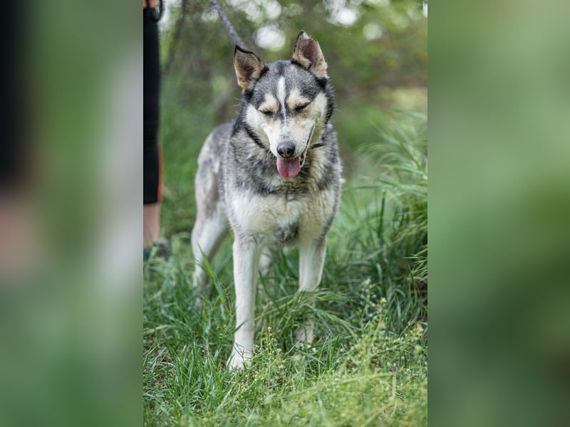 Dakota-VA – Schönheit mit Husky-Charme sucht Rasseliebhaber