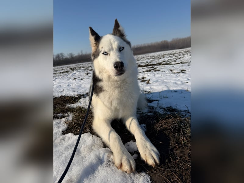 Skadi PP - Husky-Mädchen sucht ihren sicheren Hafen