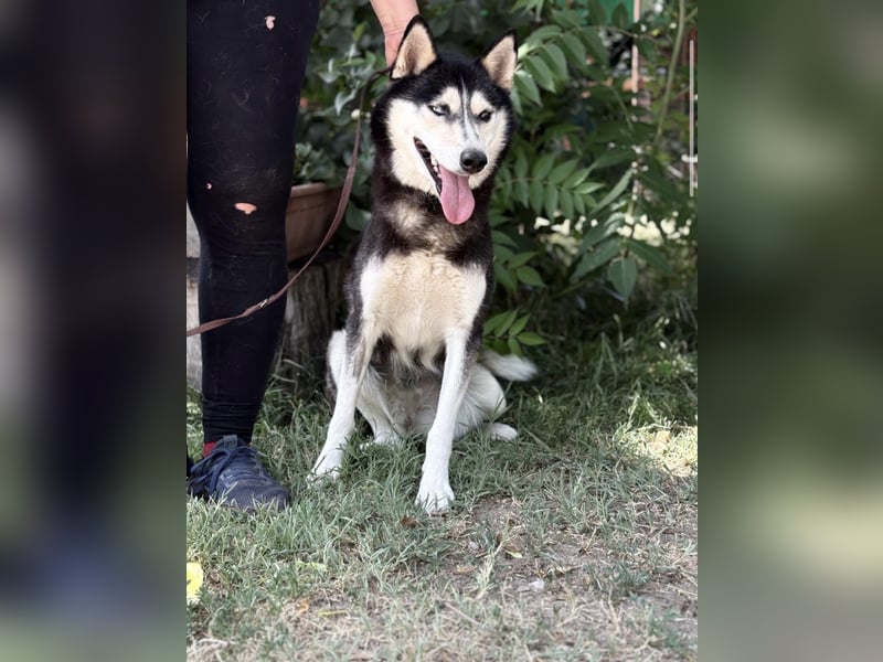 Meira-KK – sportliche Husky-Mix-Schönheit sucht aktive Abenteurer 