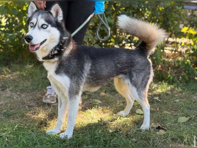 Maya – eine lebensfrohe Husky-Dame sucht ihr Für-immer-Zuhause