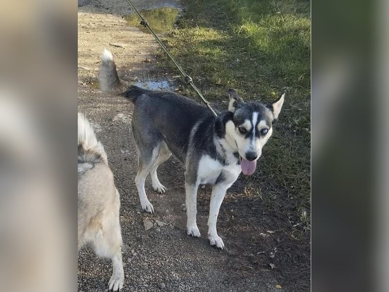 Dakota-VA – Schönheit mit Husky-Charme sucht Rasseliebhaber