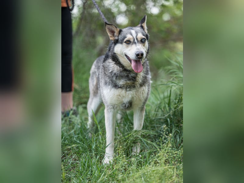 Dakota-VA – Schönheit mit Husky-Charme sucht Rasseliebhaber